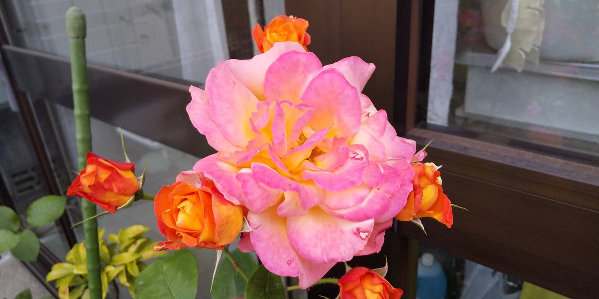 LIGHT_HOUSE1990's tweet image. 楽しんでいます～