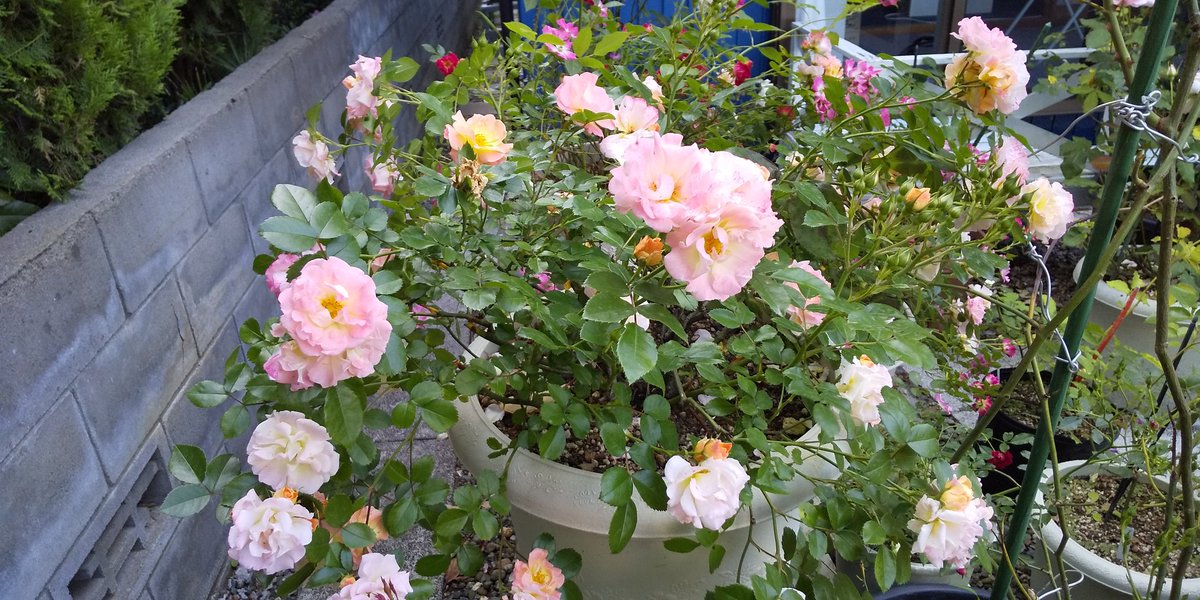 LIGHT_HOUSE1990's tweet image. 楽しんでいます～