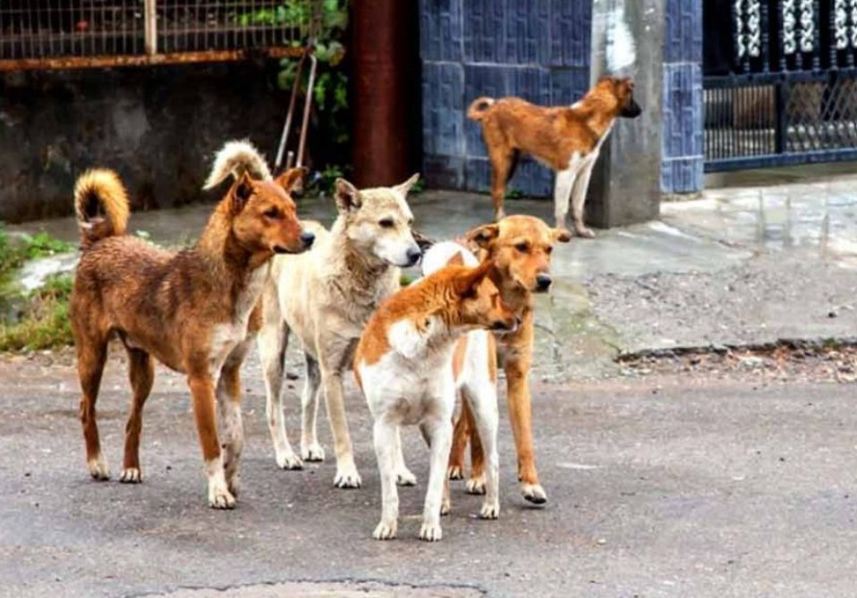 Stray Dog Menace: SMC appoints nodal officers at 850 public places