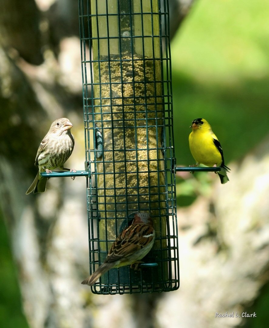 Rachel Clark tweet media