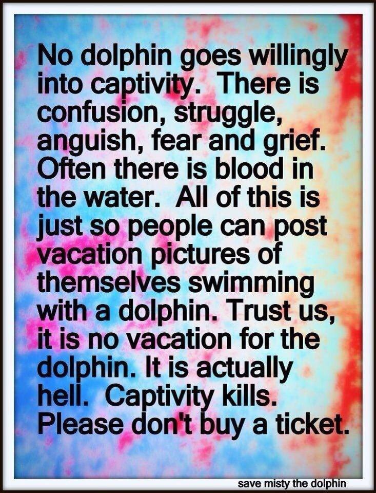 Don’t buy a ticket to swim with Dolphins! #CaptivityKills #DontBuyATicket