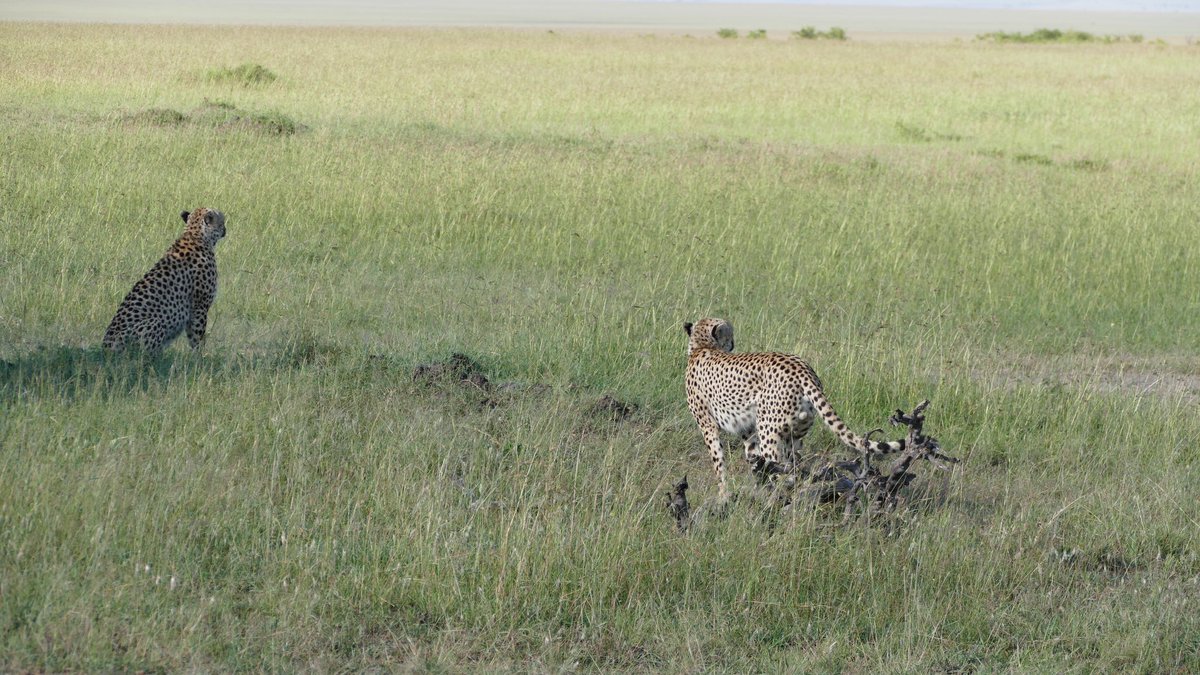 MSU_BEAM's tweet photo. Cheetahs are often times found solitary although sometimes they will group up. -TM https://t.co/srVJYc2pRE