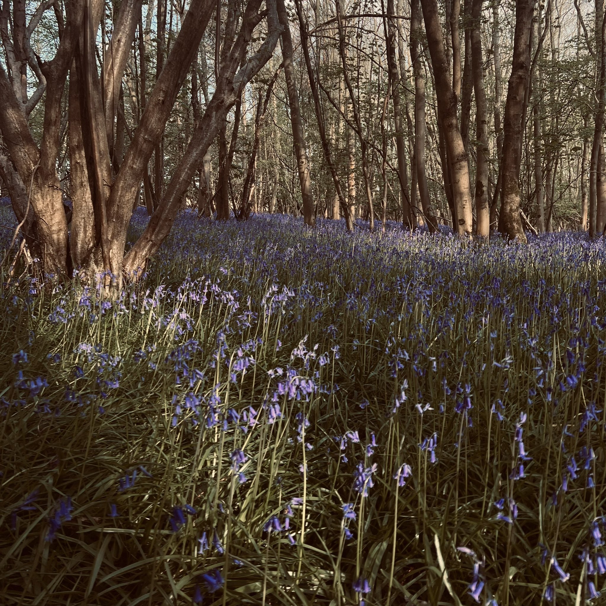 Alfie on Twitter: "new ariel days single ‘through the riverbeds’ out june 16 https://t.co