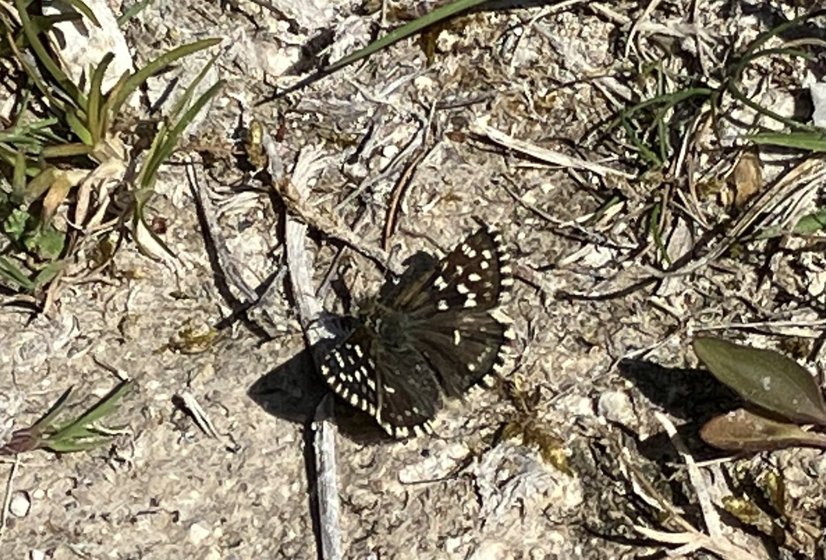 VC10 highlights so far. Cream-spot tiger by night and grizzled skipper by day 🦋🌒☀️