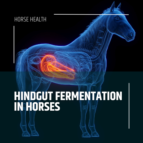 TharosEquine's tweet photo. Ever wondered what's going on inside your horse's gut? 🐴💭 We're breaking down the science of hindgut fermentation in our latest video, making it simple and easy to understand. Learn how to keep your horse healthy and happy! Check it out here: https://t.co/OMeeMnIhsZ https://t.co/WYMfMEXH4v