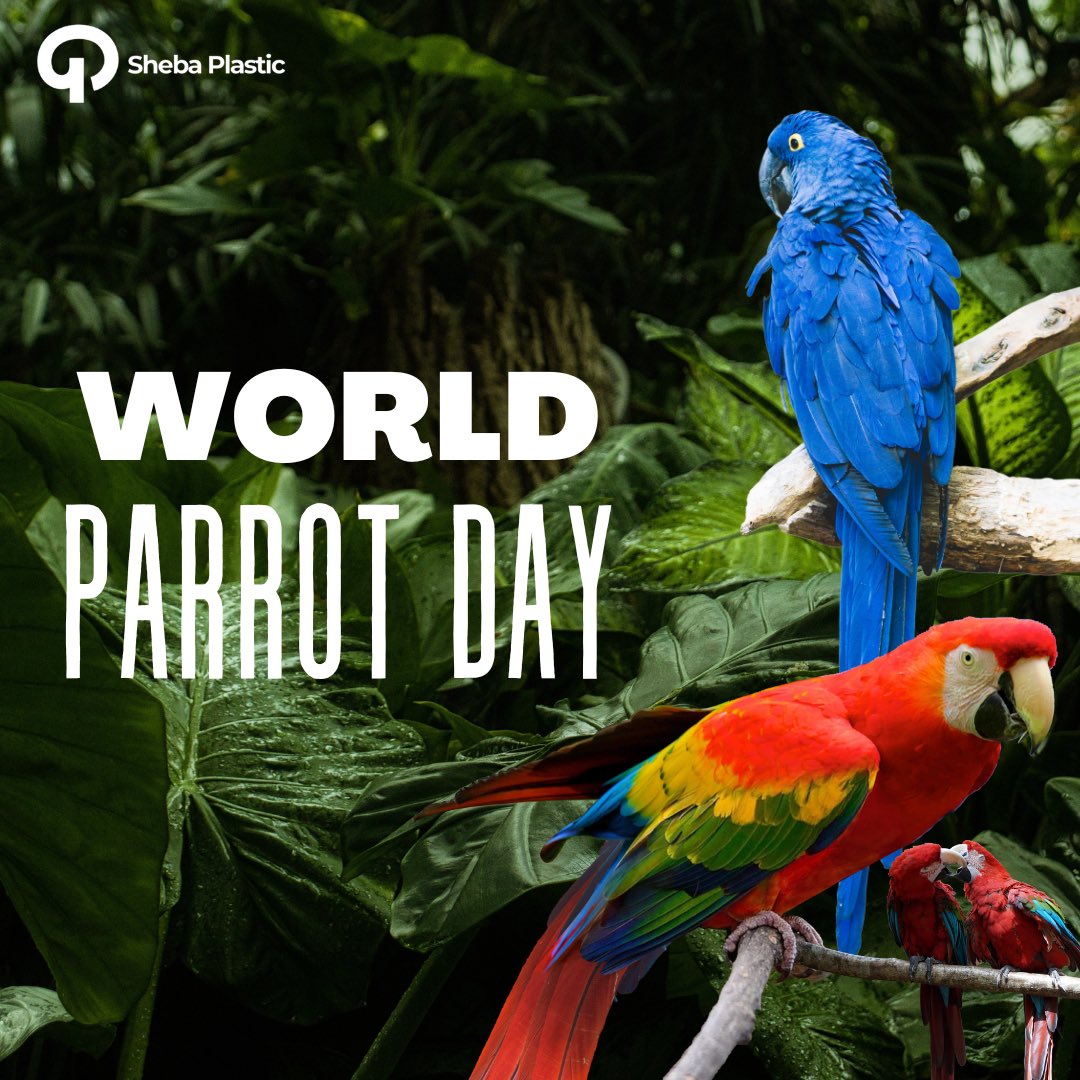 ShebaPlastic's tweet photo. 🦜🌍 Happy World Parrot Day! 💙

Did you know that parrots are not just colorful and charming, but also incredibly intelligent? 🧠🌟These feathered friends have the ability to mimic human speech and can even learn to associate words with their meanings.🗣️📚 https://t.co/zbjAPfaGqB
