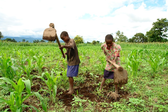 WMCIG's tweet photo. Agricultural education is critical for ensuring that the next generation of farmers is equipped with the knowledge and skills to feed a growing population.
#farming #SDG2 #agriculture #ZeroHunger 
#foodsecurity https://t.co/0jwvNN0XOr