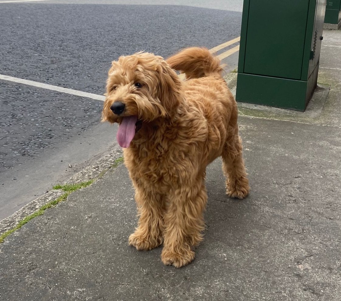 If anyone can help locate the owners of this beauty please DM me. 

Found in Rathmines/Harrolds Cross area. 

#LostDog