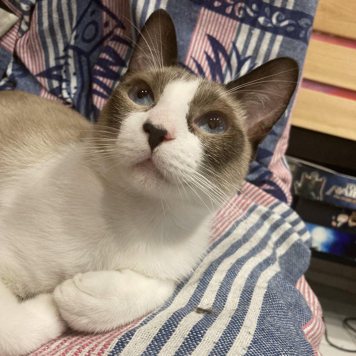 Michael's Cat tweet media