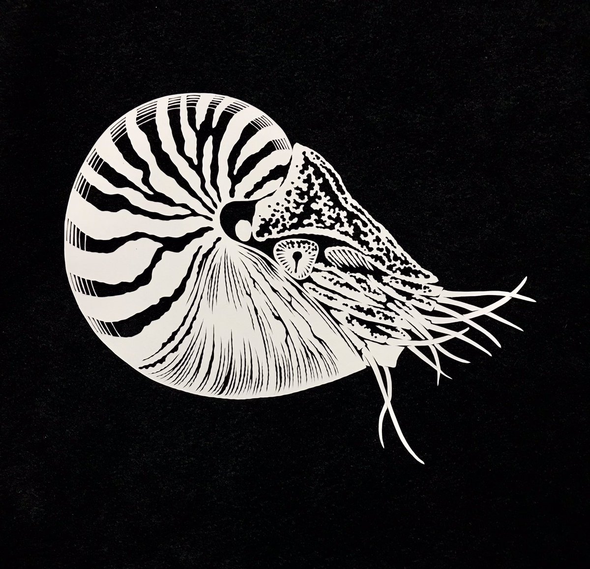 「新作のオウムガイです。 #切り絵」|切り剣Masayo / 「切り剣 福田理代切り絵作品集」発売中のイラスト