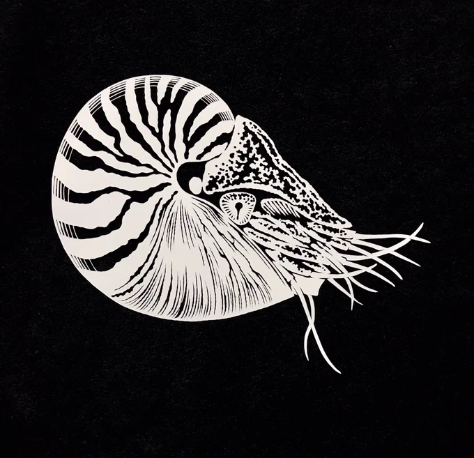新作のオウムガイです。 #切り絵