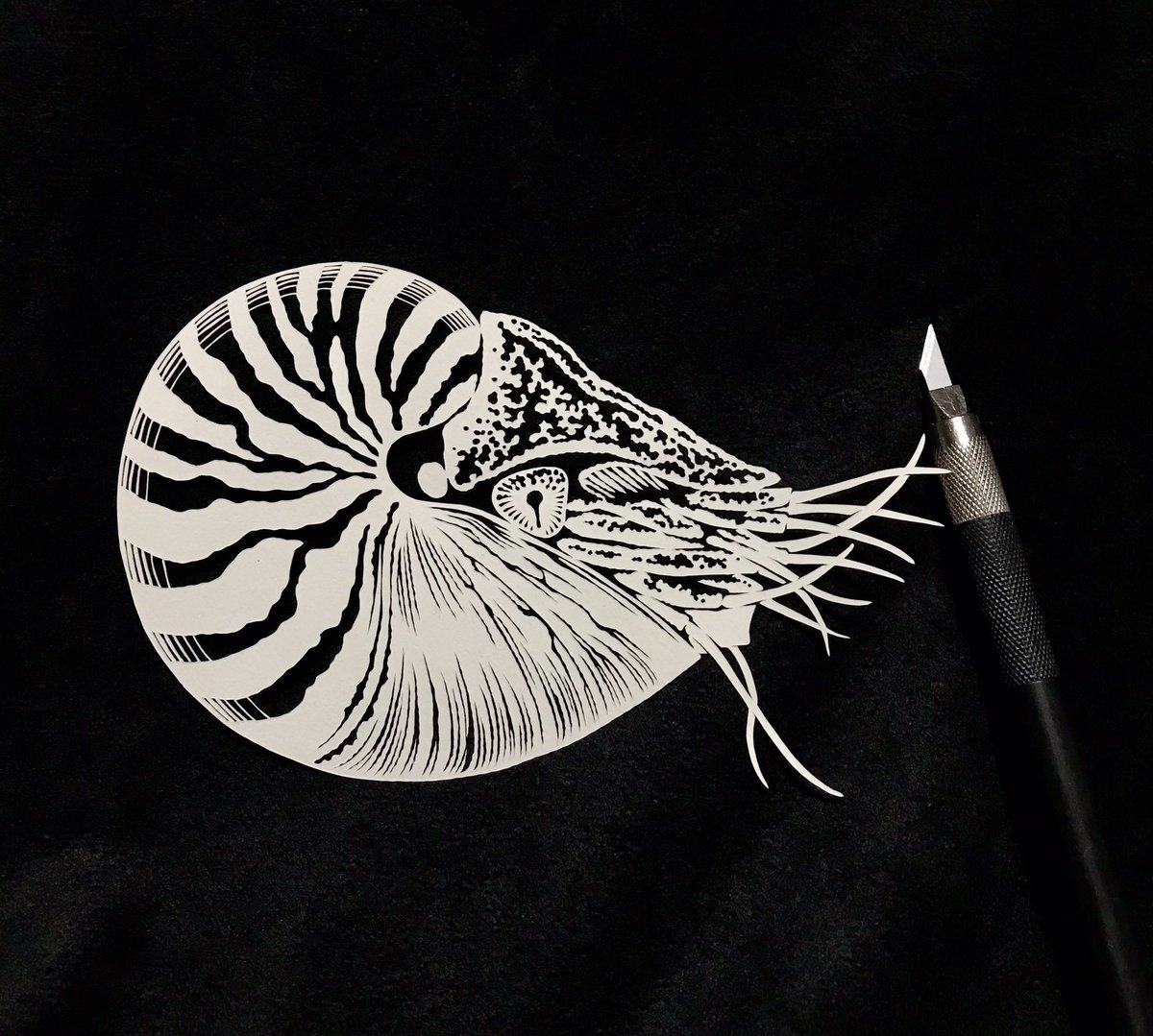 「新作のオウムガイです。 #切り絵」|切り剣Masayo / 「切り剣 福田理代切り絵作品集」発売中のイラスト
