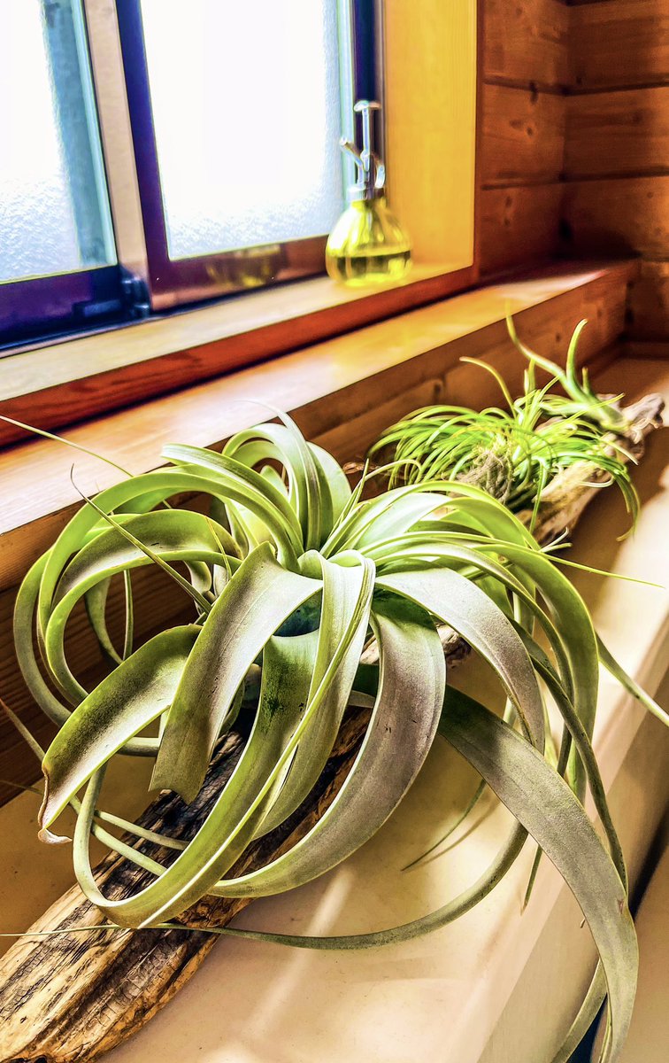 sequGALLO's tweet photo. #AirPlant A Creative Air Plant Display 🌿 https://t.co/g8LkGbEbVR