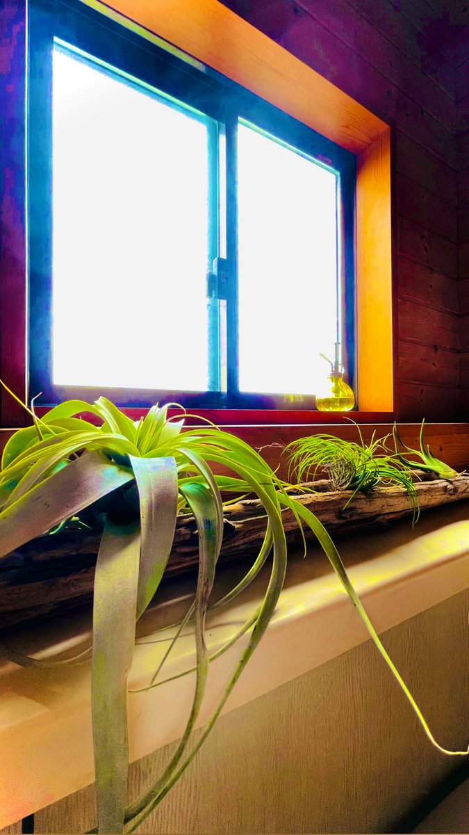 sequGALLO's tweet photo. #AirPlant A Creative Air Plant Display 🌿 https://t.co/g8LkGbEbVR