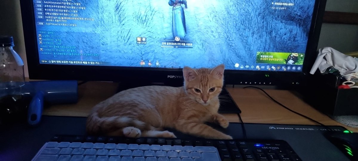 _Gatto_king's tweet photo. 남친이 게임하거나 내가 게임하면 꼭 키보드 옆에서 잔다... 그러다 인간이 의자에서 자리를 비운다? 바로 뺏어버림 https://t.co/9jq9fQJCYD