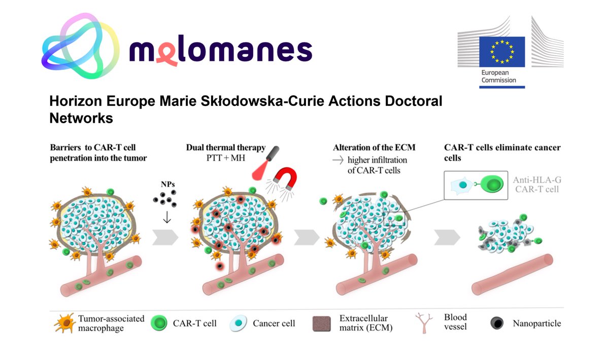 MisvikBiology (@misvikb) on Twitter photo Last Call! Calling all early career researchers interested on nanomedicine and looking for a PhD position. Application period to <a href="/MelomanesMSCA/">Melomanes MSCA</a> training network is closing! #PhD melomanes.eu/recruitment/ Last Call! Calling all early career researchers interested on nanomedicine and looking for a PhD position. Application period to <a href="/MelomanesMSCA/">Melomanes MSCA</a> training network is closing! #PhD melomanes.eu/recruitment/