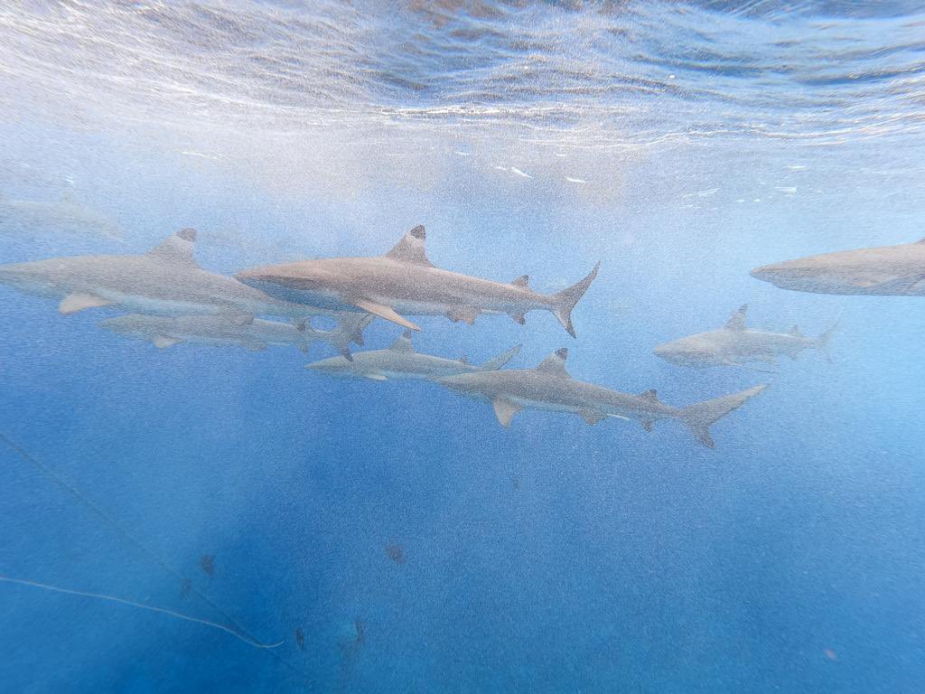 🇵🇫Today during a swim I met our maritime friends #polynesia #borabora