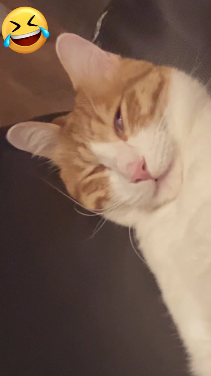 Ku4Kirera's tweet photo. #ぶさいく
 #かわいい猫 https://t.co/U4XDEptvQk