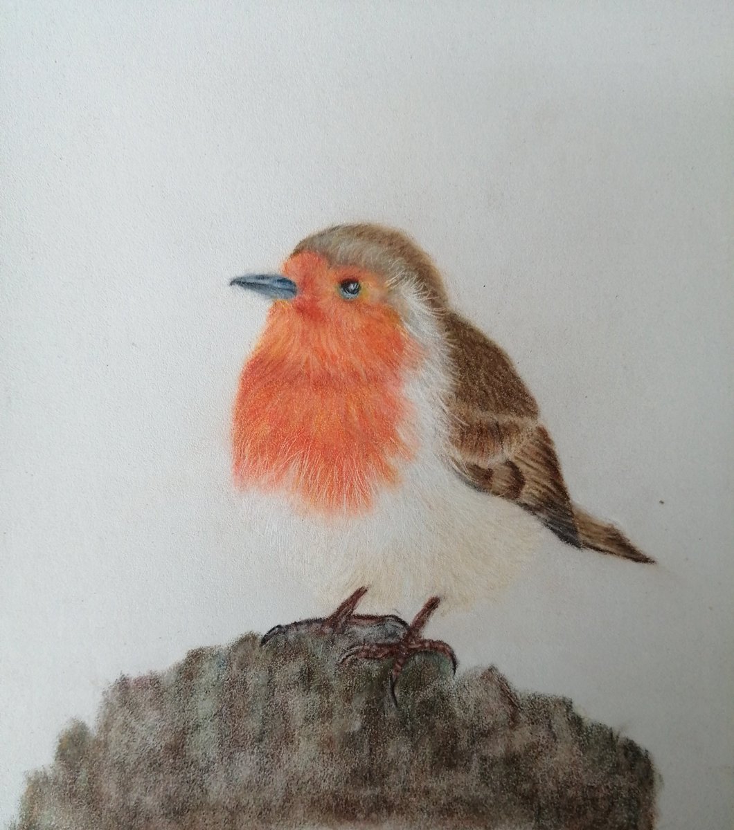 My second attempt at drawing a bird, it's this little robins turn #colouredpencil #robin