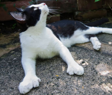 In the 1800s, sailors kept polydactyl cats on their ships for good luck. They believed their extra toes made them better hunters & would provide more traction on rough seas. Other names for these cats include mitten cats, boxing cats, & snowshoe cats. #WyrdWednesday