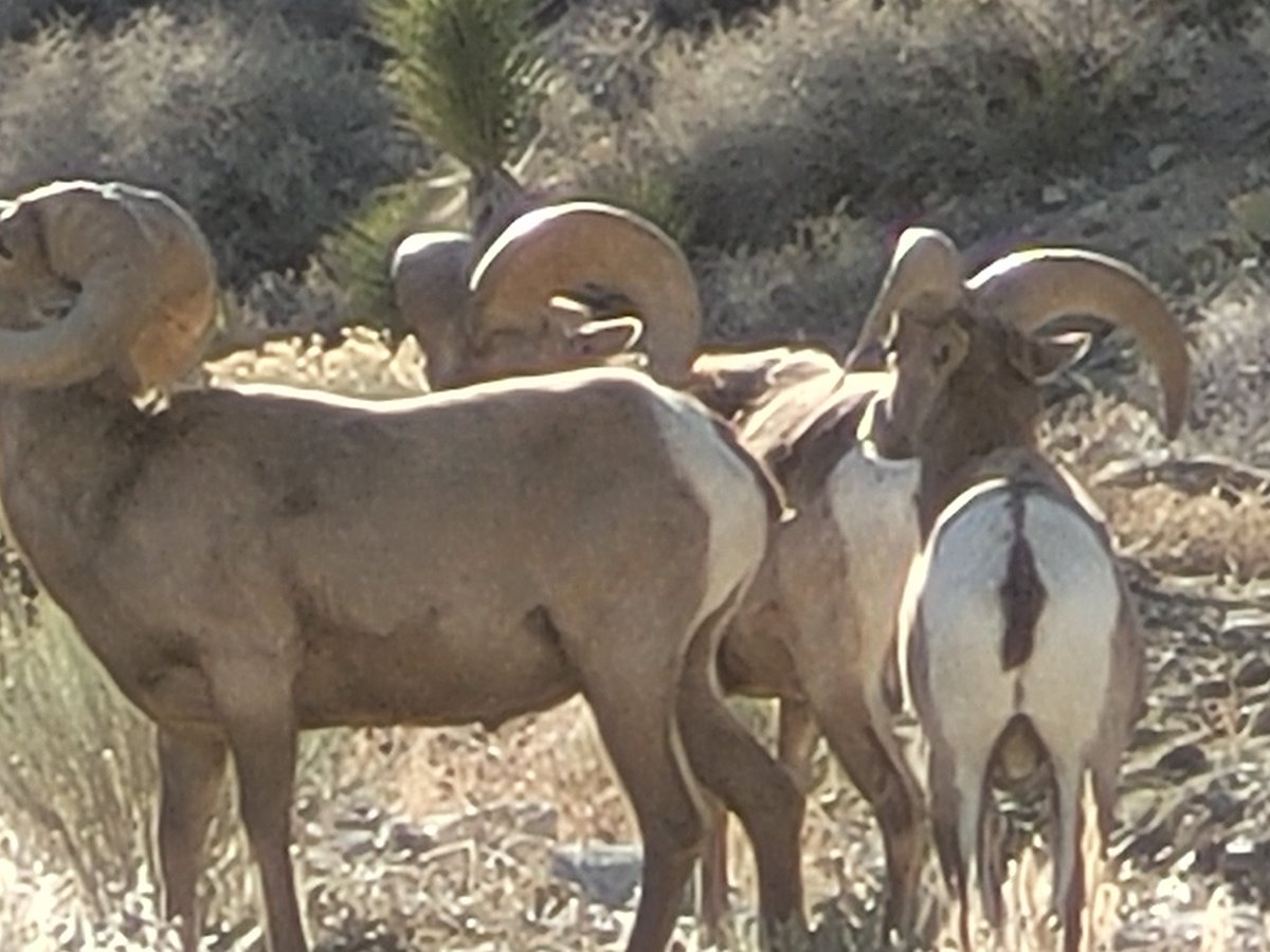 Big horn sheep and big bear