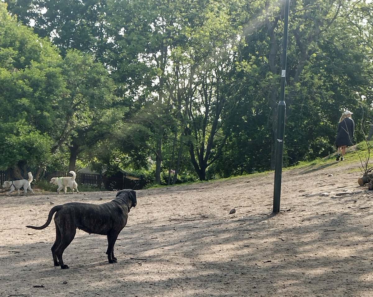 GM from the dogpark!