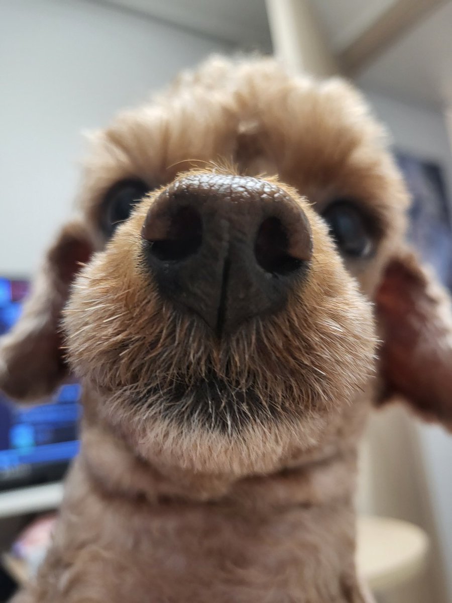 바보 강아지.... 턱살 잡힌줄도 모르고 빤히 보는것봐... ...