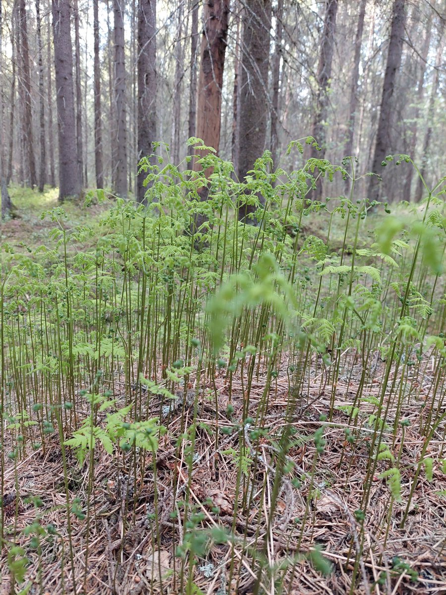 Kevät metsässä, samoilua ilman itikoita. Tuttu lähimetsä herää pikkuhiljaa, kesä ja lämpö on ihan pian täällä. Käärijän vihreää siellä täällä. #vihreä #kevät #metsä