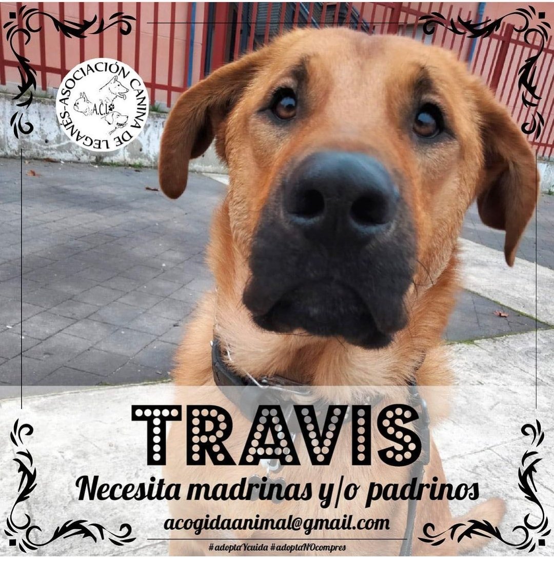 TRAVIS
Mestizo mastín
1 año aprox

Vive en la residencia La Vida mas Perra. 
🆘Necesita un hogar URGENTE🆘
Abstenerse interesados en  perro guardian.
🚨NECESITAMOS MADRINAS/PADRINOS PARA AYUDAR A PAGAR SU RESIDENCIA🚨

Si puedes ayudarnos escríbenos 💌 @acogidaanimal@gmail.com