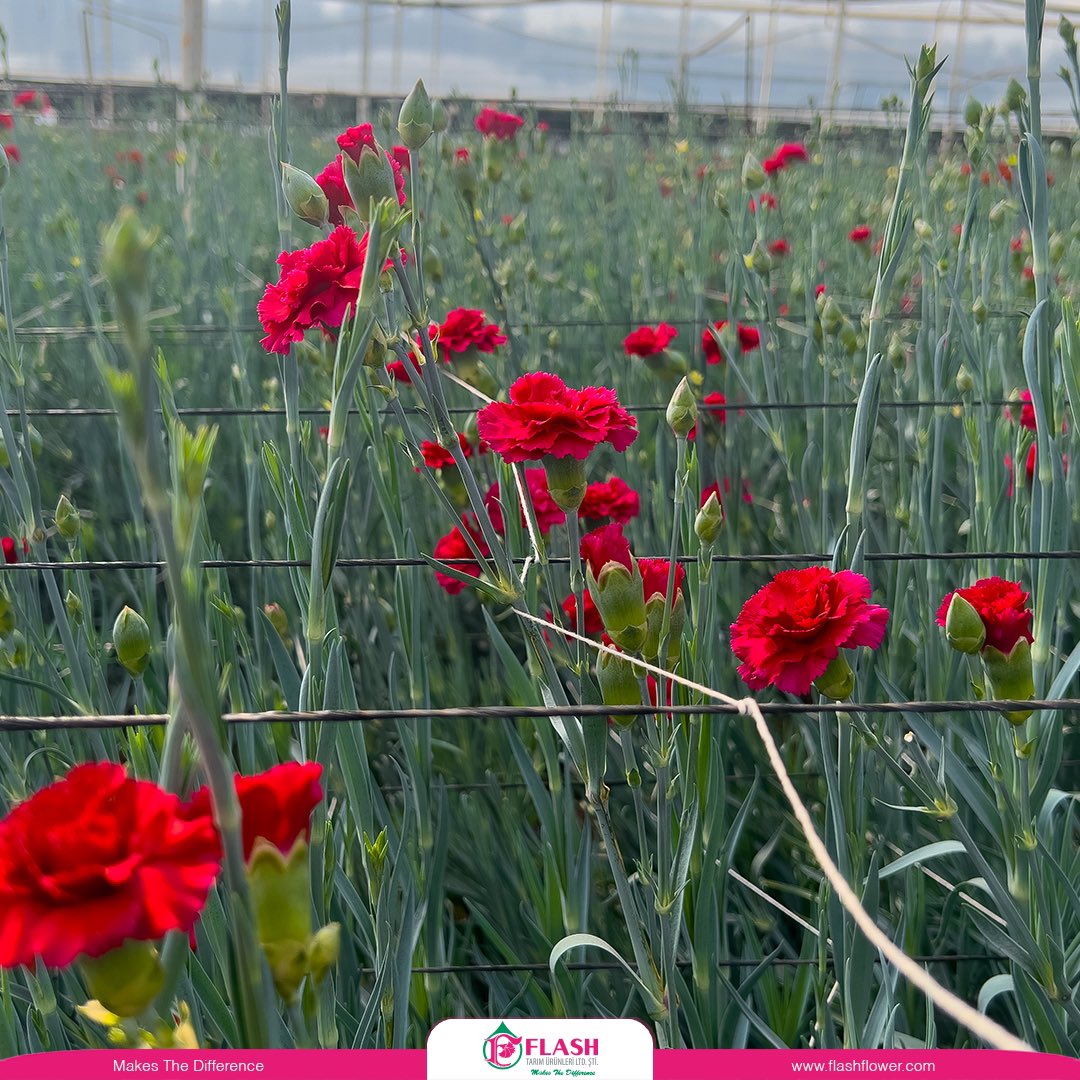 Doğa çiçeklerle güler ❤️ mutlu günler dileriz 🌺
 
#makesthedifference #Farkyaratır #flowers #çiçek