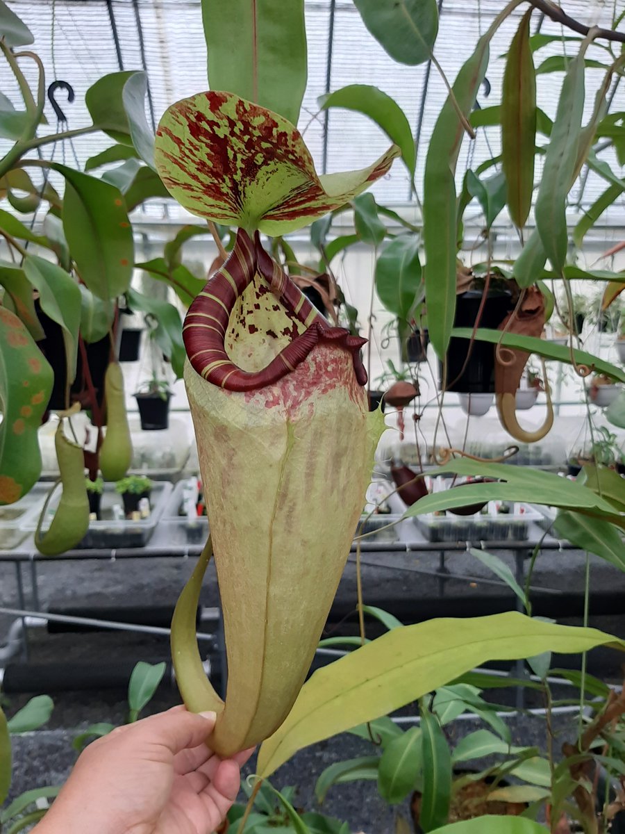 1 Nepenthes ventricosa (Quezon Prov. ) [蓋欠け・食虫植物