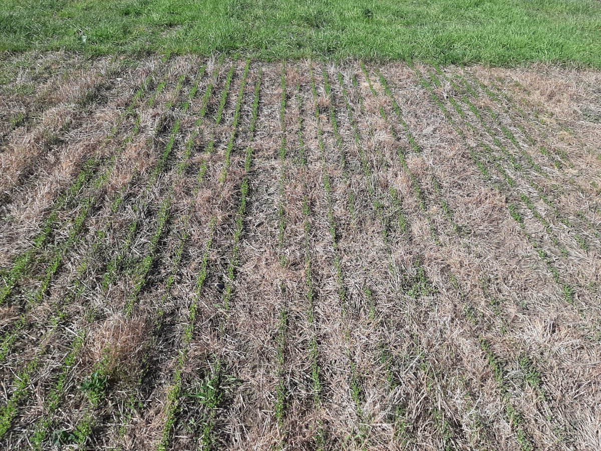 AlisonKarley's tweet photo. Flax in our #FlaxFieldLab trial @JamesHuttonInst is establishing well where the #SteamWeeder was used. Can't wait to see it flowering. #FlaxScotland thanks to @TheLothianLass @SoilAssocScot @IFarmers https://t.co/9hwcyXIxi8