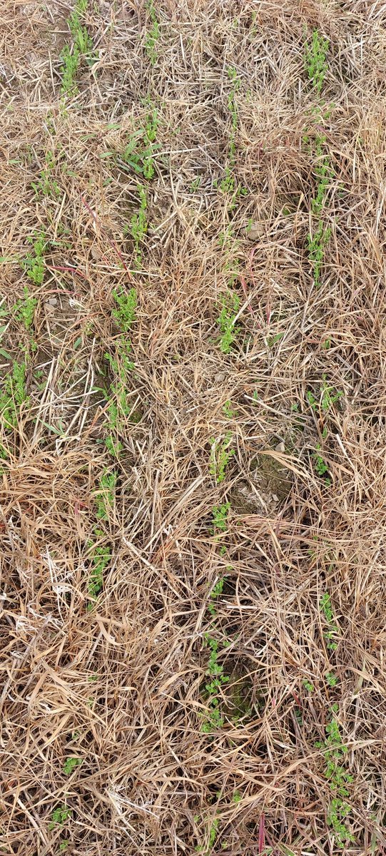 AlisonKarley's tweet photo. Flax in our #FlaxFieldLab trial @JamesHuttonInst is establishing well where the #SteamWeeder was used. Can't wait to see it flowering. #FlaxScotland thanks to @TheLothianLass @SoilAssocScot @IFarmers https://t.co/9hwcyXIxi8