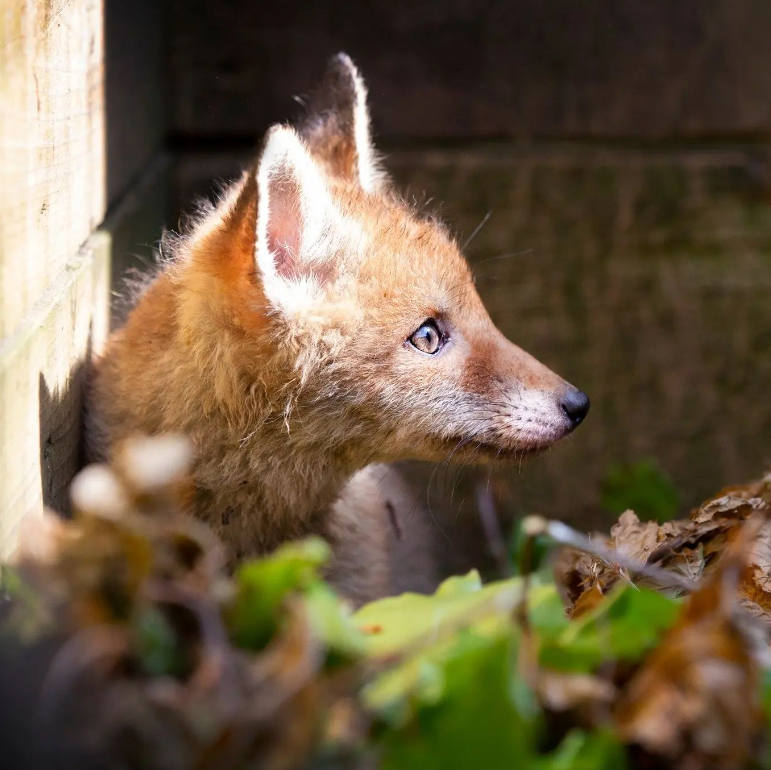 ChrisGPackham's tweet image. Nice side profile from @hel_loadventures for today's #FoxOfTheDay