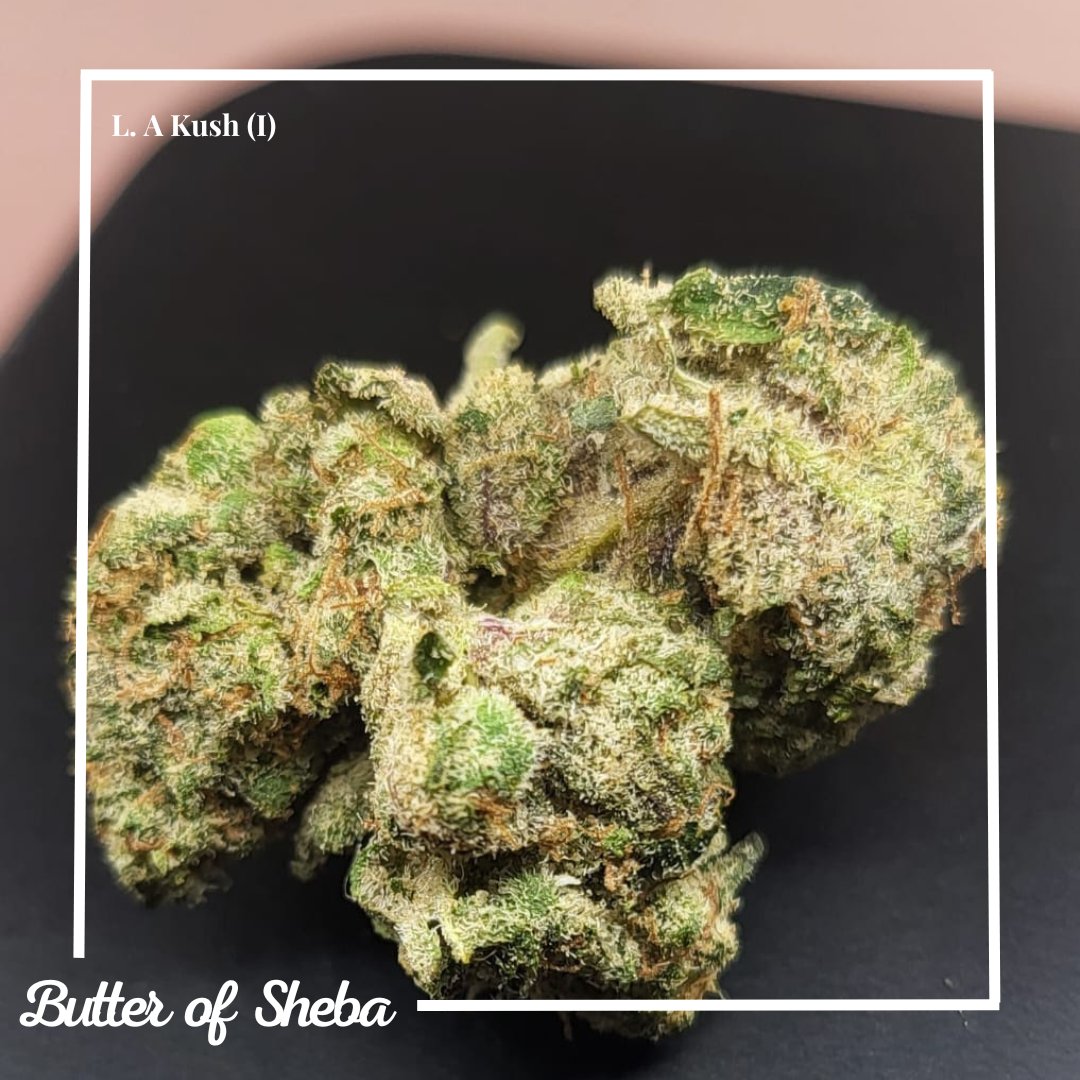 LA Kush: a powerful indica hybrid with OG Kush roots. Earthy pine and menthol aromas, perfect for relaxing. THC levels of 24%, not for the faint of heart.
Great for stress, depression, anxiety, and muscle spasms. #lakush #indica #ogkush #thc #cannabis #weed #Mmemberville