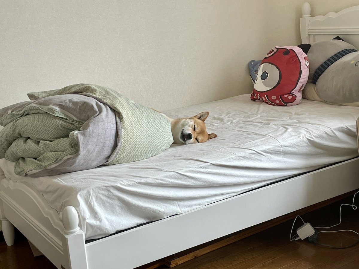 OideMari32234's tweet photo. テレワーク中にふと後ろを向いたら、

不覚にも笑ってしまった。

＃柴犬
＃shibainu 
＃気持ちよさそうに寝ててなにより https://t.co/2ulzXrYSY2