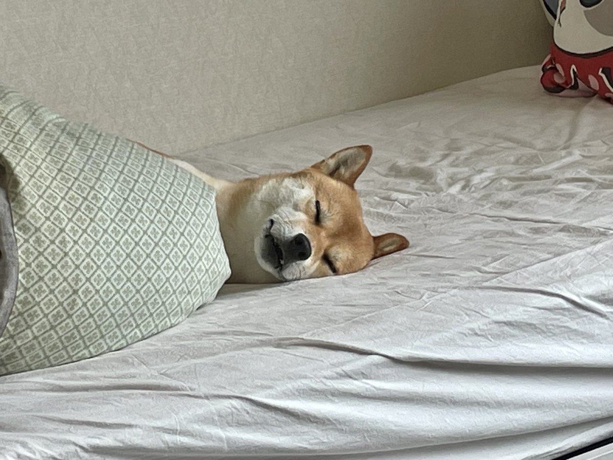 OideMari32234's tweet photo. テレワーク中にふと後ろを向いたら、

不覚にも笑ってしまった。

＃柴犬
＃shibainu 
＃気持ちよさそうに寝ててなにより https://t.co/2ulzXrYSY2