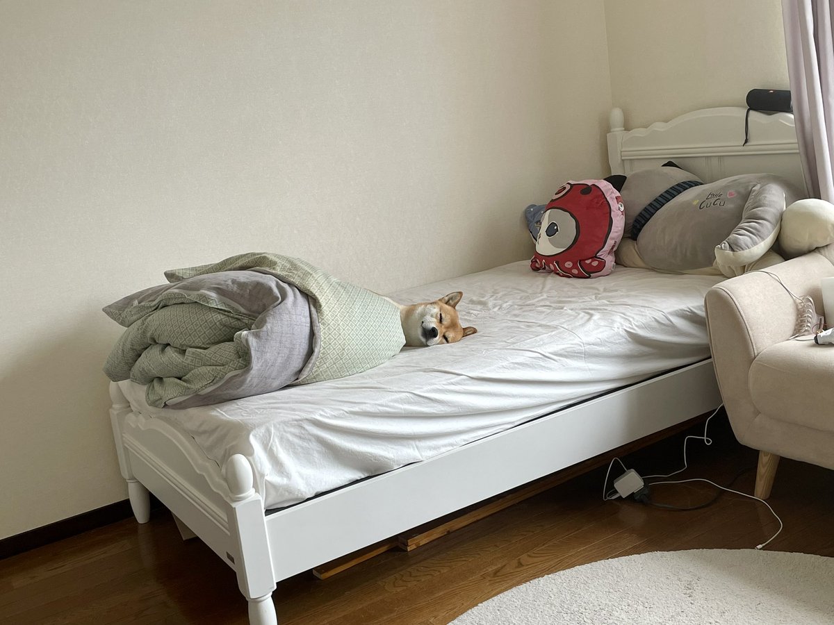 OideMari32234's tweet photo. テレワーク中にふと後ろを向いたら、

不覚にも笑ってしまった。

＃柴犬
＃shibainu 
＃気持ちよさそうに寝ててなにより https://t.co/2ulzXrYSY2