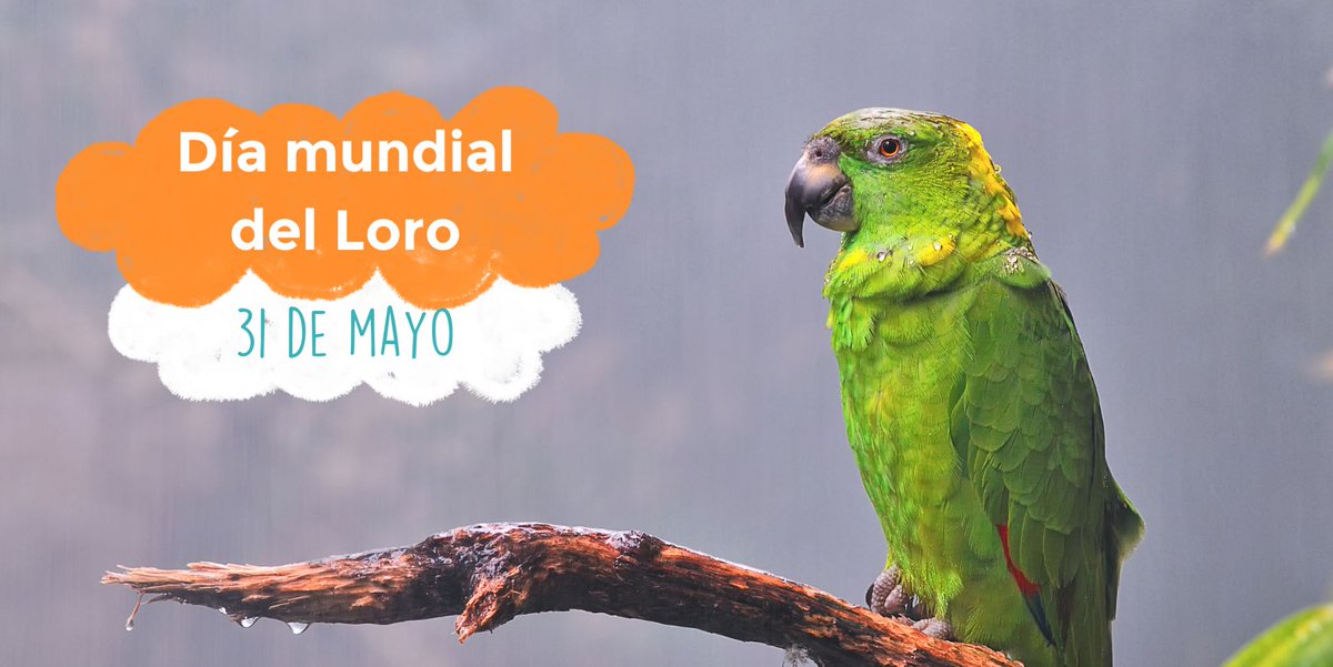 ElParaisoAnimal's tweet photo. En el Día Mundial del Loro, es importante recordar que estos hermosos animales merecen nuestro respeto y protección. Debemos tomar medidas para combatir el tráfico y la venta ilegal de loros, garantizando su supervivencia y bienestar en su hábitat natural. Recordemos que cada https://t.co/TnOpmEYZf3