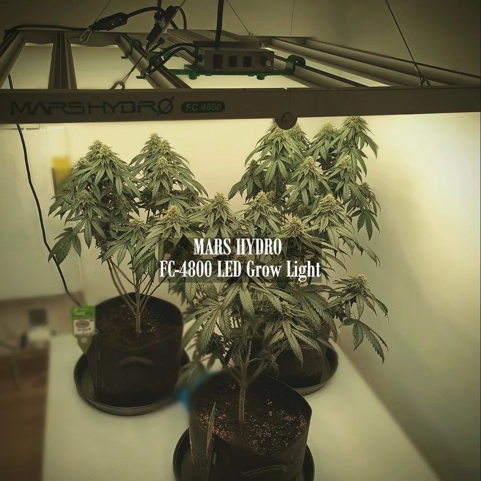 MarsHydroLight's tweet photo. MarsHydro FC4800's features densely mounted Samsung LM301B chips and a full spectrum light with uniform photon distribution for an even PPFD and optimal PPF across the canopy is the perfect choice for your 4x4 ft indoor garden.

https://t.co/L9LhVcLCfV
#marshydro #marshydrofc4800 https://t.co/qxtXRuCjan