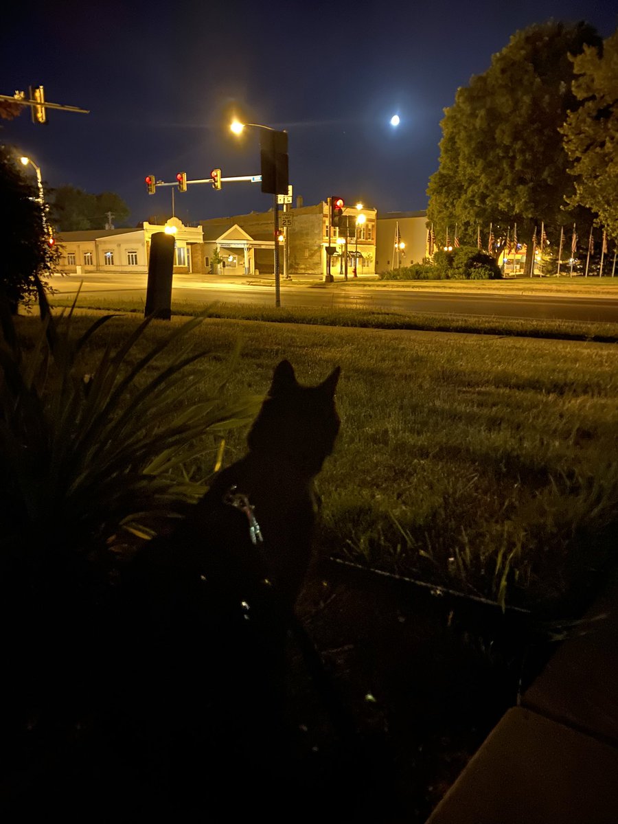 Losperman's tweet photo. Aw yeah, back to breezy midnight strolls with Bella. 🖤🐈‍⬛ https://t.co/iJEBYKK5tn