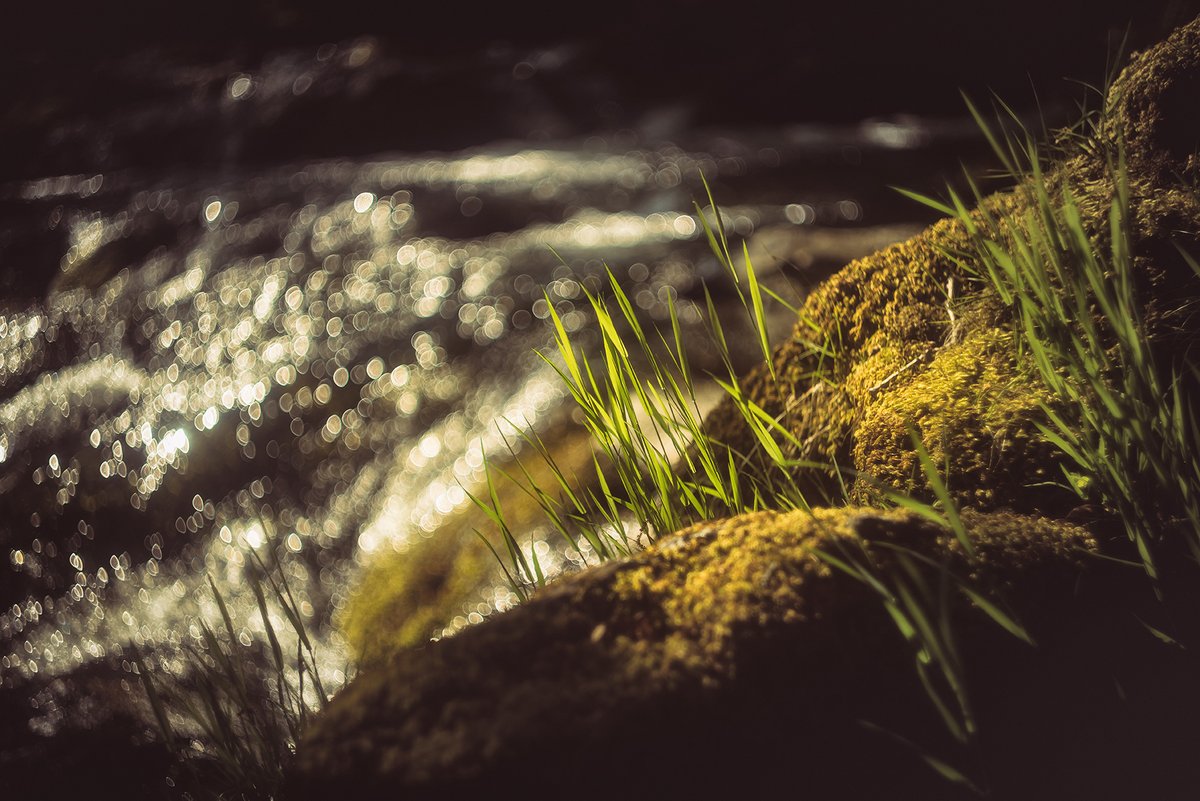 #EastOkement #Riverbank on #Dartmoor - sparkling water and sunshine #bokeh #devonphotographer #dartmoorphotographer