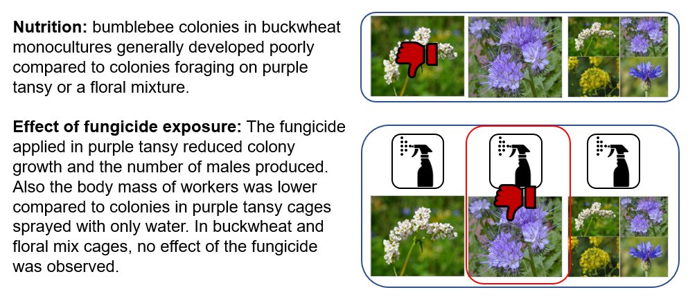 naturealexk's tweet image. Together with @poshbee_eu partners, Dimitry showed that the type of flowering resources that a fungicide is sprayed on determines whether or not the fungicide #Amistar affects #bumblebees🐝
sciencedirect.com/science/articl…