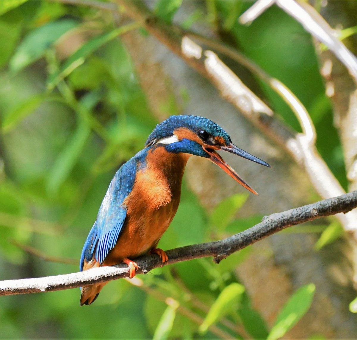 #mei_nmooistefotos #eigenkeuze

Dat wordt dan een een foto van de ijsvogel (v). Deze foto vorige week gemaakt.  #Kingfisher #BirdsSeenIn2023