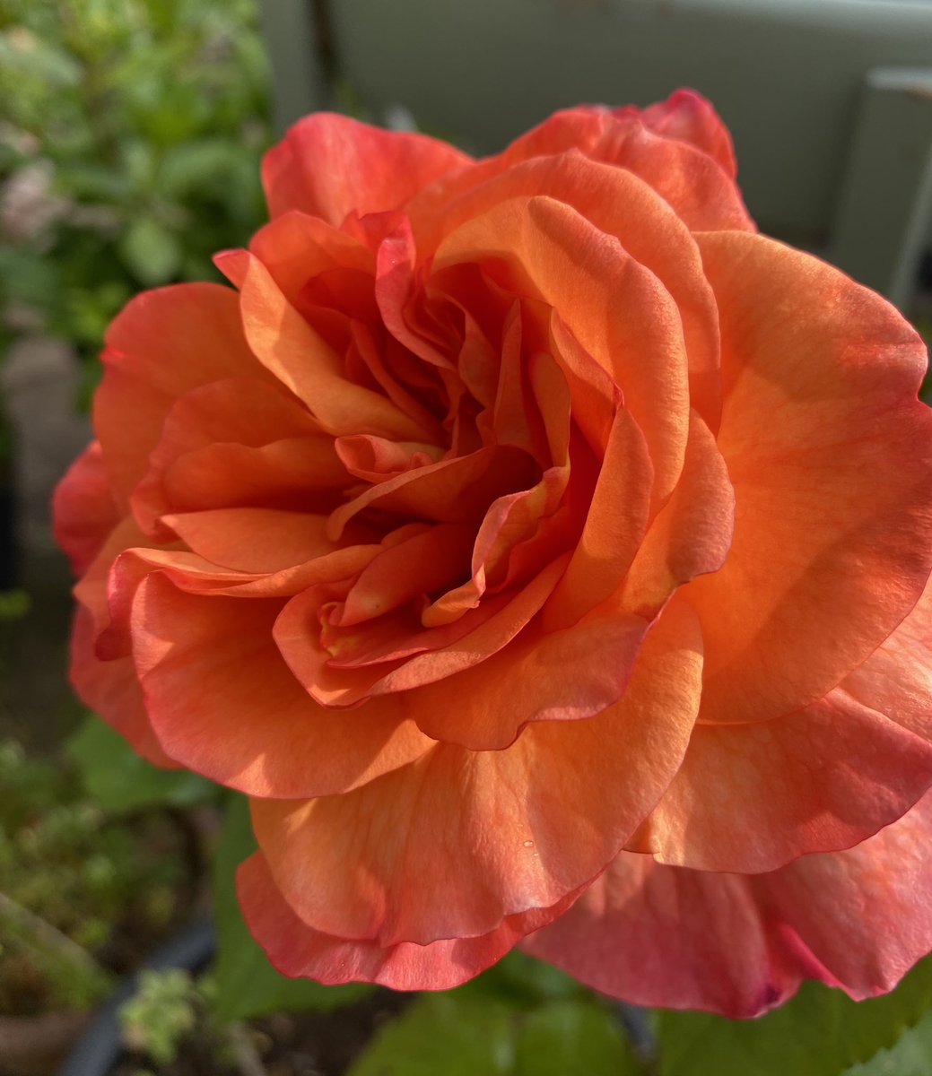 gradingsig's tweet photo. A sunny feel with the ‘Orange’ rose. I think it deserves a more exciting name 💃 https://t.co/vYWGwJuYx1