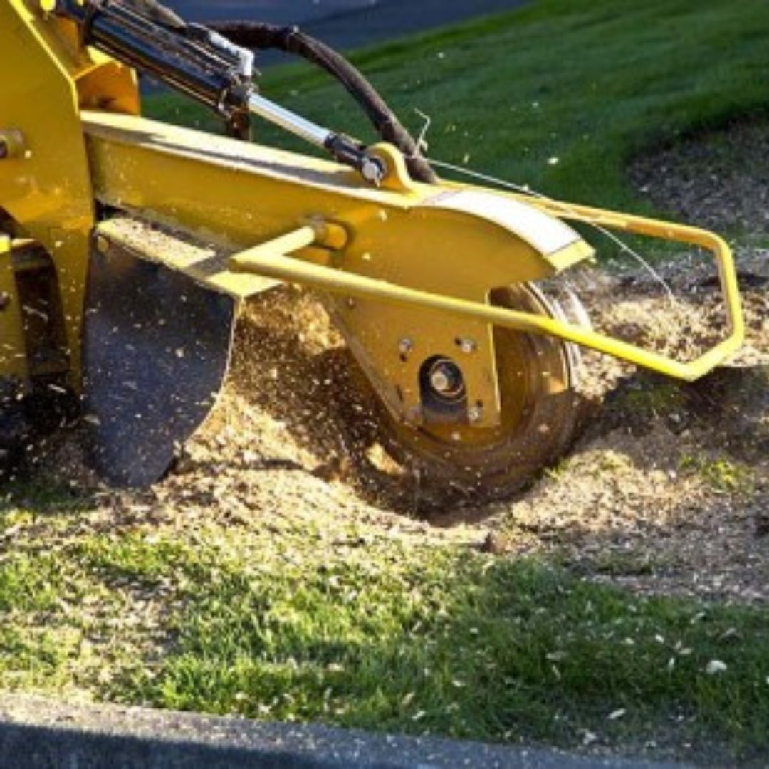 devinesitework's tweet photo. Are you in Fort Myers and need professional stump removal services? Look no further! Our team of experts specializes in efficient stump removal to help you reclaim your outdoor space. #StumpRemoval #FortMyers #LandscapingServices #OutdoorSpace #TreeCare  
https://t.co/rBrO1GQ1AV https://t.co/LpTSQB7HBj