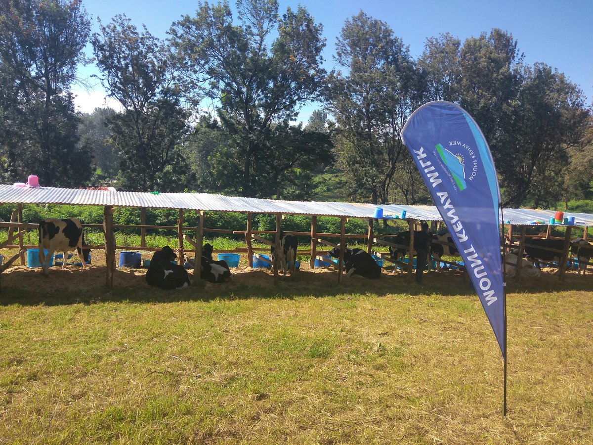 MountKenyaMilk's tweet photo. Visit our stand at the ASK Show in Meru as from 31st May to 3rd June as we Promote Climate Smart Agriculture and Trade Initiatives for Sustainable Economic Growth. #ASKMeru #mountkenyamilk #thecoolmountainfreshness https://t.co/bFvpLCO5h9