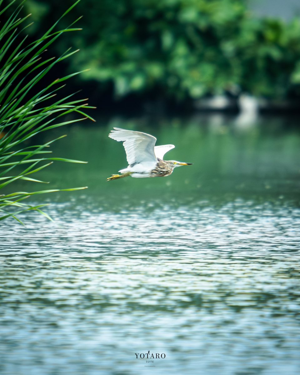 - water side -

Fujifilm X-T5 / Tamron 150-500mm f5-6.7
photo by yotarosuite

#javanpondheron #ardeolaspeciosa #bird #flyingbird #waterside #birdphotography #thailand
