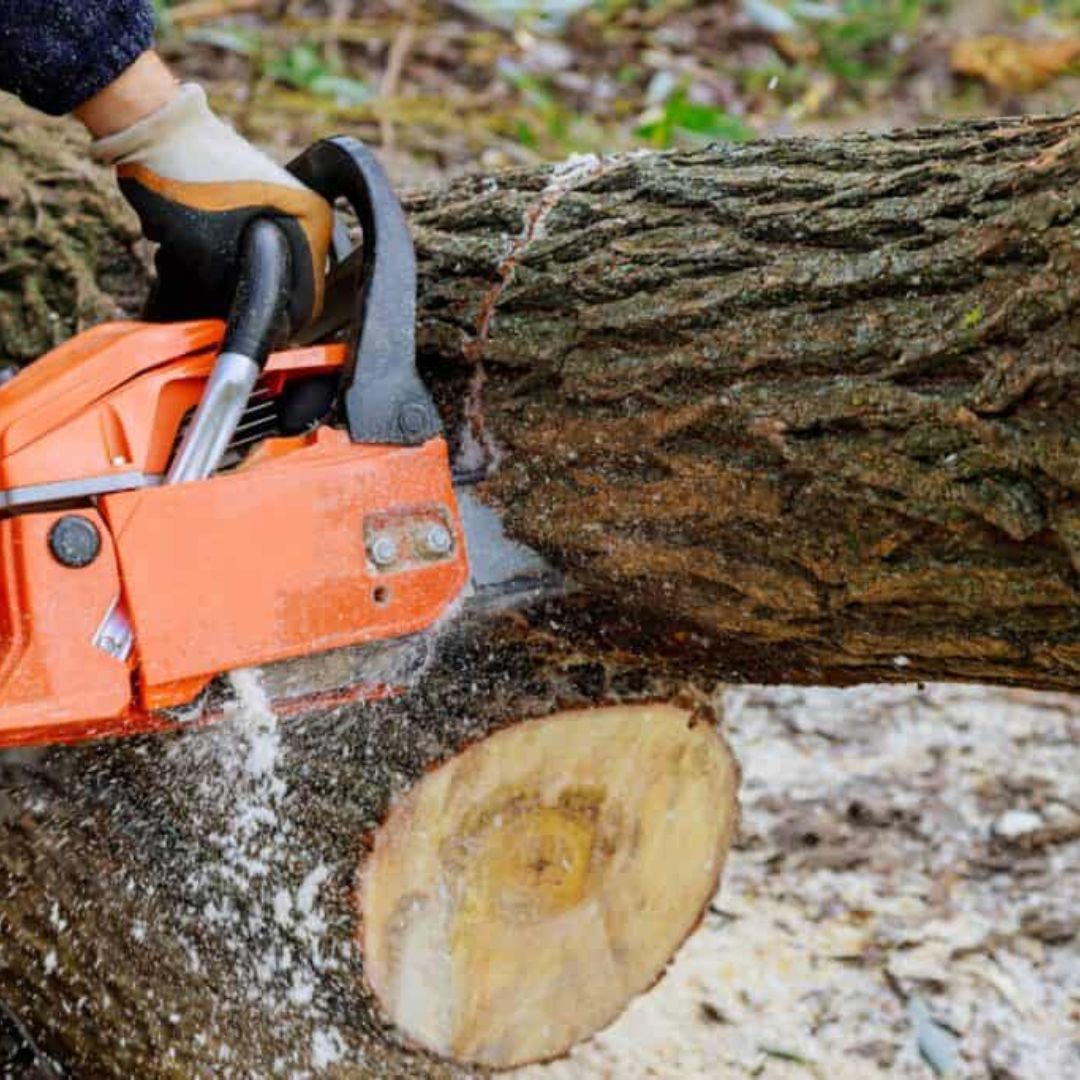 devinesitework's tweet photo. If you're in Fort Myers and require tree removal services, we've got you covered! Our professional team specializes in safe and efficient tree removal to ensure the well-being of your property. Visit us! #TreeRemoval #FortMyers #TreeServices 
https://t.co/rBrO1GQ1AV https://t.co/dMZTQFMp0K