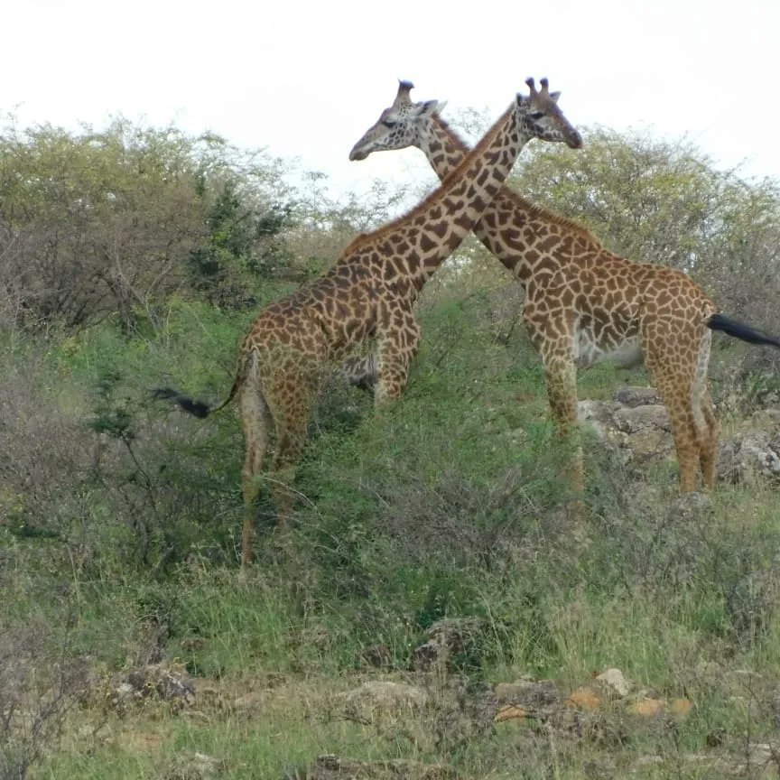 The magic of Naretunoi conservancy <a href="/KWCAKenya/">Kenya Conservancies</a> <a href="/KWSKenya/">Kenya Wildlife Service</a> <a href="/athikapiti/">Athi Kapiti Wildlife Association</a>